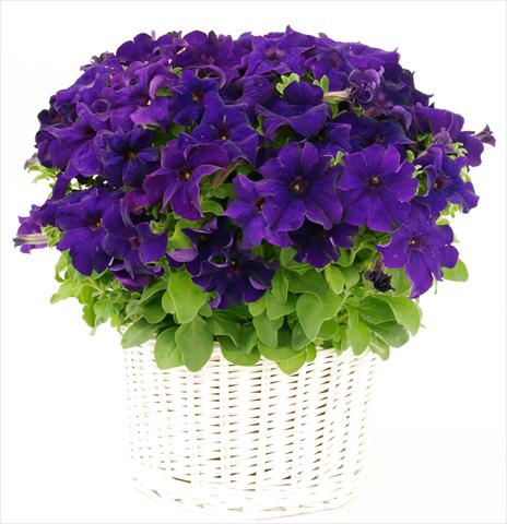Photo de variété de fleurs à utiliser comme: Pot, Plante à massif, patio, Suspension Petunia grandiflora Capri Blue