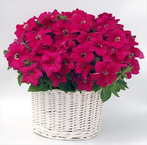 Photo de variété de fleurs à utiliser comme: Pot, Plante à massif, patio, Suspension Petunia grandiflora Capri Deep Rose