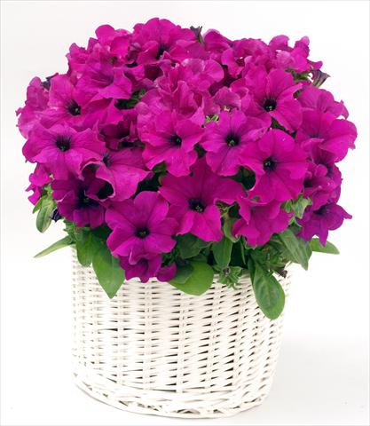 Photo de variété de fleurs à utiliser comme: Pot, Plante à massif, patio, Suspension Petunia grandiflora Capri Lilac