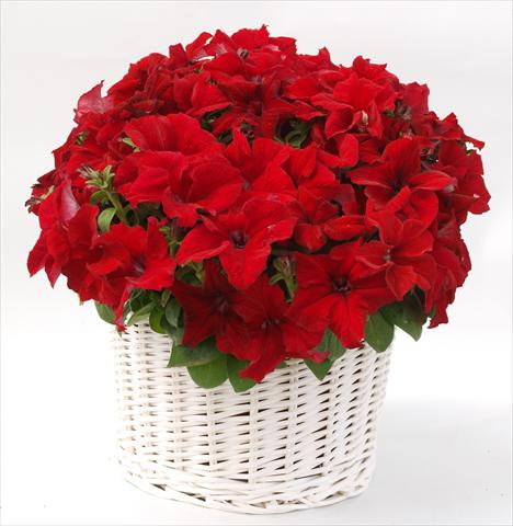 Photo de variété de fleurs à utiliser comme: Pot, Plante à massif, patio, Suspension Petunia grandiflora Capri Red