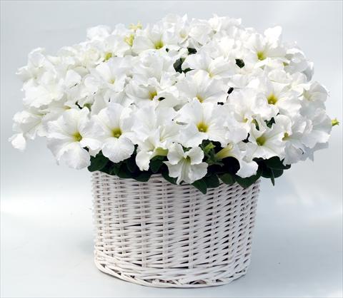 Photo de variété de fleurs à utiliser comme: Pot, Plante à massif, patio, Suspension Petunia grandiflora Capri White