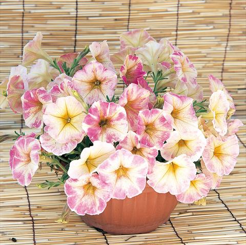 Photo de variété de fleurs à utiliser comme: Pot, Plante à massif, patio, Suspension Petunia Dolce Roma