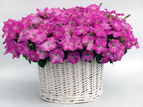 Photo de variété de fleurs à utiliser comme: Pot, Plante à massif, patio, Suspension Petunia multiflora Gioconda Pastel Pink