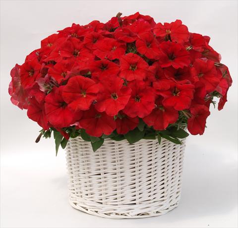 Photo de variété de fleurs à utiliser comme: Pot, Plante à massif, patio, Suspension Petunia multiflora Gioconda Red