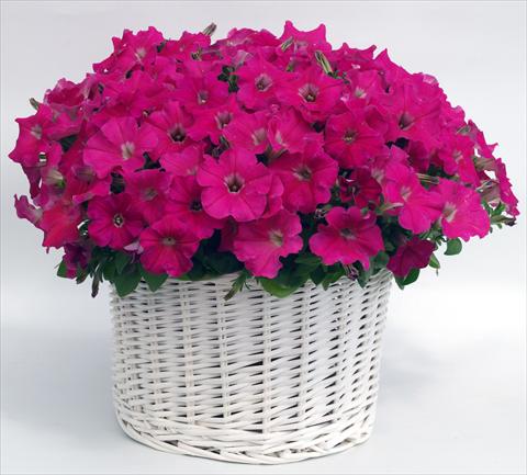 Photo de variété de fleurs à utiliser comme: Pot, Plante à massif, patio, Suspension Petunia multiflora Gioconda Rose