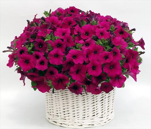 Photo de variété de fleurs à utiliser comme: Pot, Plante à massif, patio, Suspension Petunia multiflora Gioconda Violet