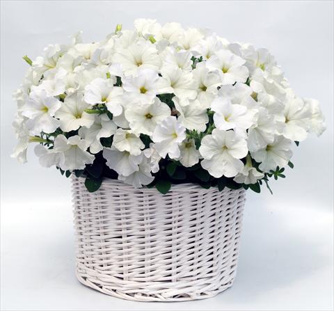 Photo de variété de fleurs à utiliser comme: Pot, Plante à massif, patio, Suspension Petunia multiflora Gioconda White
