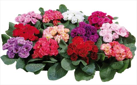 Photo de variété de fleurs à utiliser comme: Pot et Plante à massif Primula acaulis Rossella Mixed