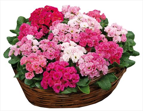 Photo de variété de fleurs à utiliser comme: Pot et Plante à massif Primula acaulis Rossella Pink Rose Shades