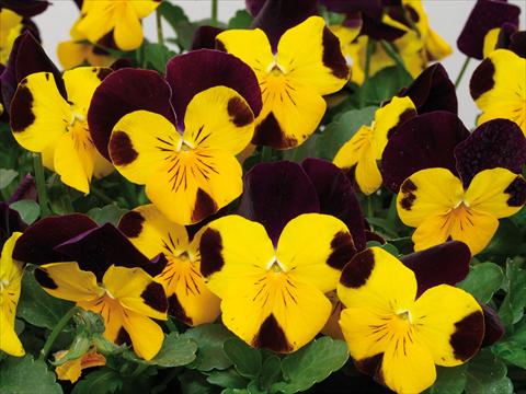 Photo de variété de fleurs à utiliser comme: Pot et Plante à massif Viola cornuta Caramel Golden Top Red