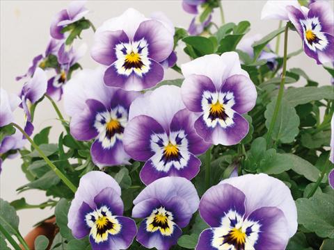 Photo de variété de fleurs à utiliser comme: Pot et Plante à massif Viola cornuta Caramel Marine Blue