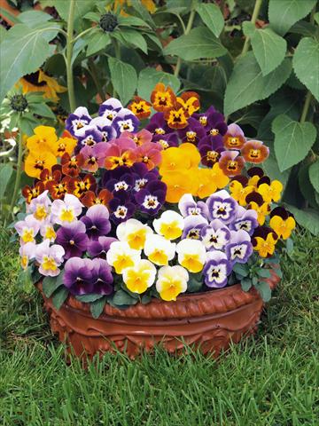 Photo de variété de fleurs à utiliser comme: Pot et Plante à massif Viola cornuta Caramel mix