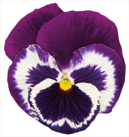 Photo de variété de fleurs à utiliser comme: Pot et Plante à massif Viola wittrockiana Italia Blue Top