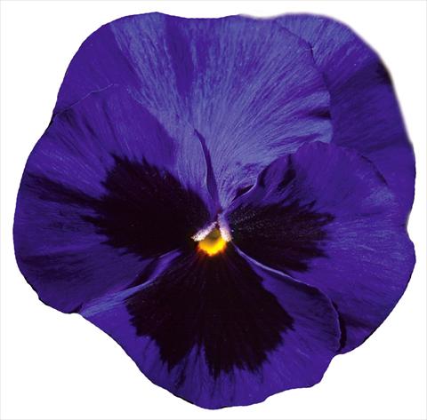 Photo de variété de fleurs à utiliser comme: Pot et Plante à massif Viola wittrockiana Italia Blue W Blotch