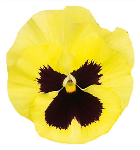Photo de variété de fleurs à utiliser comme: Pot et Plante à massif Viola wittrockiana Italia Lemon W Blotch