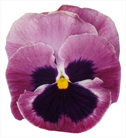 Photo de variété de fleurs à utiliser comme: Pot et Plante à massif Viola wittrockiana Italia Pink W Blotch