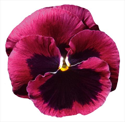 Photo de variété de fleurs à utiliser comme: Pot et Plante à massif Viola wittrockiana Italia Rose W Blotch