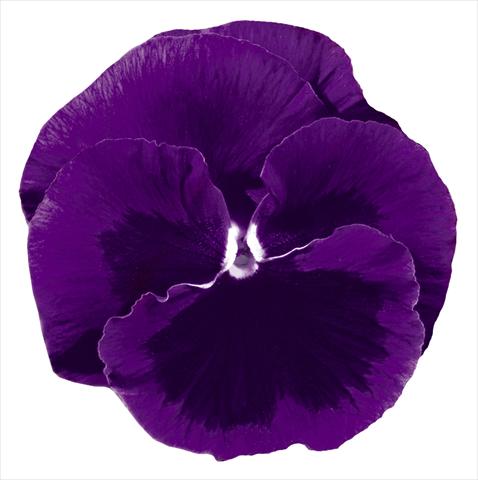 Photo de variété de fleurs à utiliser comme: Pot et Plante à massif Viola wittrockiana Italia Violet W Blotch