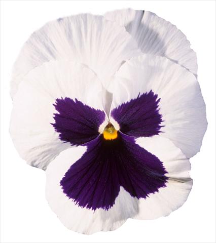 Photo de variété de fleurs à utiliser comme: Pot et Plante à massif Viola wittrockiana Italia White W Blotch