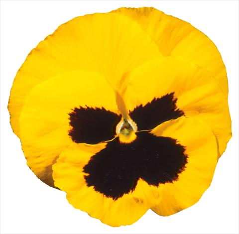 Photo de variété de fleurs à utiliser comme: Pot et Plante à massif Viola wittrockiana Italia Yellow W Blotch