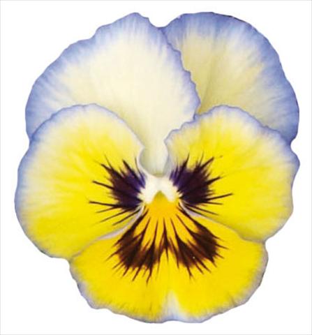 Photo de variété de fleurs à utiliser comme: Pot et Plante à massif Viola wittrockiana Pandora Aurora