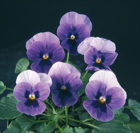 Photo de variété de fleurs à utiliser comme: Pot et Plante à massif Viola wittrockiana Pandora Beacon Blue