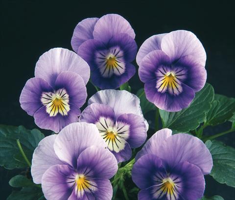 Photo de variété de fleurs à utiliser comme: Pot et Plante à massif Viola wittrockiana Pandora Blue Violet W White Face