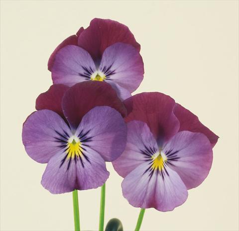 Photo de variété de fleurs à utiliser comme: Pot et Plante à massif Viola wittrockiana Pandora England Lilac & Blue
