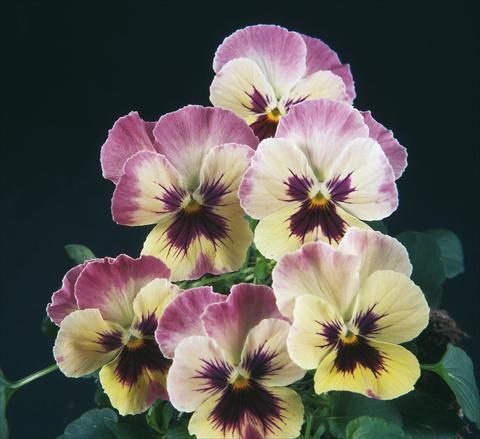 Photo de variété de fleurs à utiliser comme: Pot et Plante à massif Viola wittrockiana Pandora England Lilac Cream