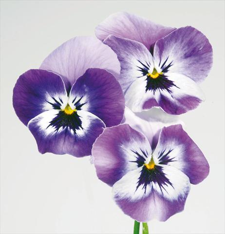 Photo de variété de fleurs à utiliser comme: Pot et Plante à massif Viola wittrockiana Pandora England Marine