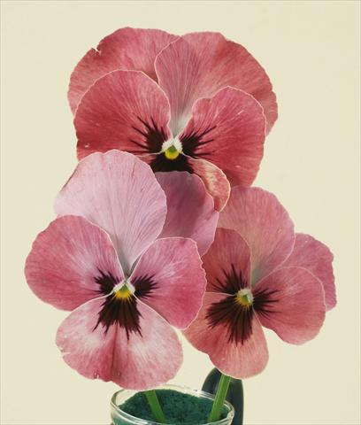 Photo de variété de fleurs à utiliser comme: Pot et Plante à massif Viola wittrockiana Pandora England Rose