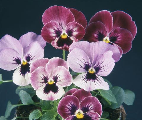 Photo de variété de fleurs à utiliser comme: Pot et Plante à massif Viola wittrockiana Pandora England Wine