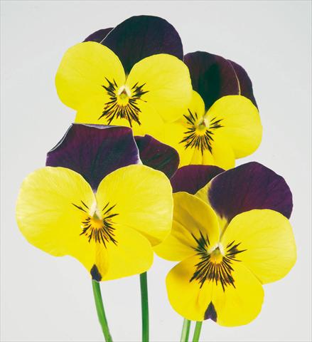Photo de variété de fleurs à utiliser comme: Pot et Plante à massif Viola wittrockiana Pandora Golden W Purple Top