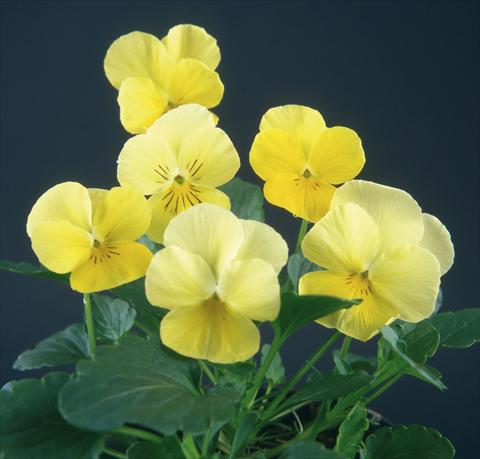 Photo de variété de fleurs à utiliser comme: Pot et Plante à massif Viola wittrockiana Pandora Lemon 2 Blue