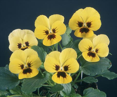 Photo de variété de fleurs à utiliser comme: Pot et Plante à massif Viola wittrockiana Pandora Lemon W Blotch