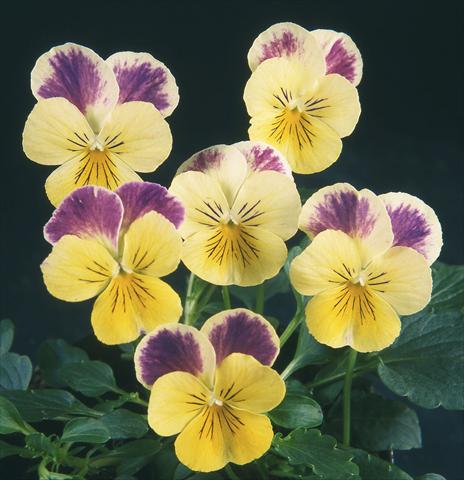 Photo de variété de fleurs à utiliser comme: Pot et Plante à massif Viola wittrockiana Pandora Lemon W Blue Top