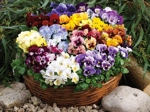 Photo de variété de fleurs à utiliser comme: Pot et Plante à massif Viola wittrockiana Pandora Mixed
