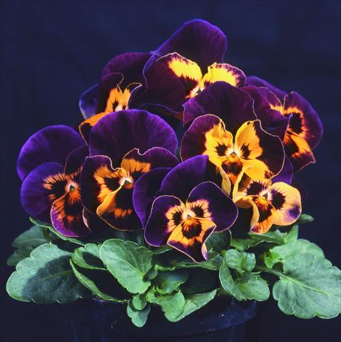 Photo de variété de fleurs à utiliser comme: Pot et Plante à massif Viola wittrockiana Pandora Orange Harlequin