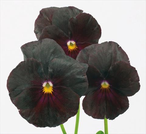 Photo de variété de fleurs à utiliser comme: Pot et Plante à massif Viola wittrockiana Pandora Orientale