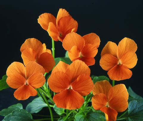 Photo de variété de fleurs à utiliser comme: Pot et Plante à massif Viola wittrockiana Pandora Pure Tangerine
