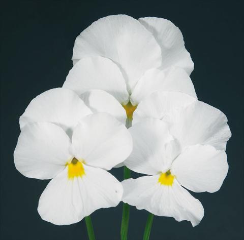 Photo de variété de fleurs à utiliser comme: Pot et Plante à massif Viola wittrockiana Pandora Pure White