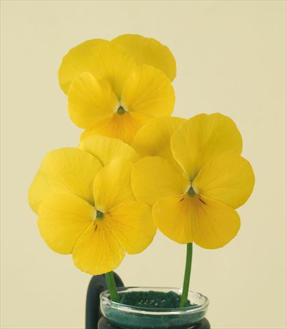 Photo de variété de fleurs à utiliser comme: Pot et Plante à massif Viola wittrockiana Pandora Pure Yellow