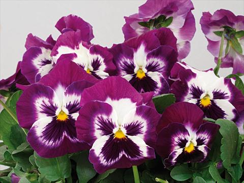 Photo de variété de fleurs à utiliser comme: Pot et Plante à massif Viola wittrockiana Pandora Purple Tricolor