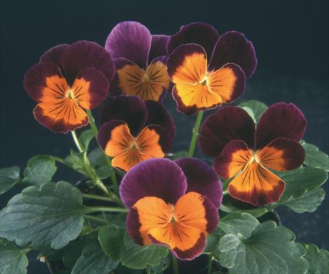 Photo de variété de fleurs à utiliser comme: Pot et Plante à massif Viola wittrockiana Pandora Purple W Orange Face