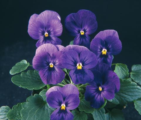 Photo de variété de fleurs à utiliser comme: Pot et Plante à massif Viola wittrockiana Pandora Purple