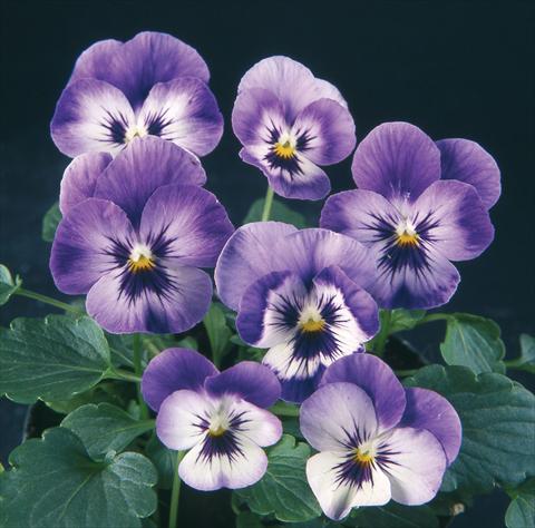 Photo de variété de fleurs à utiliser comme: Pot et Plante à massif Viola wittrockiana Pandora Rainbow Capri