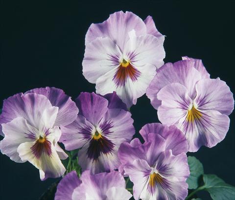 Photo de variété de fleurs à utiliser comme: Pot et Plante à massif Viola wittrockiana Pandora Rainbow Celestiale
