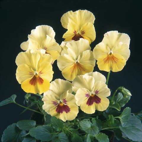 Photo de variété de fleurs à utiliser comme: Pot et Plante à massif Viola wittrockiana Pandora Rainbow Colours