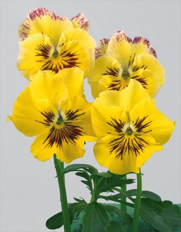 Photo de variété de fleurs à utiliser comme: Pot et Plante à massif Viola wittrockiana Pandora Rainbow Sole