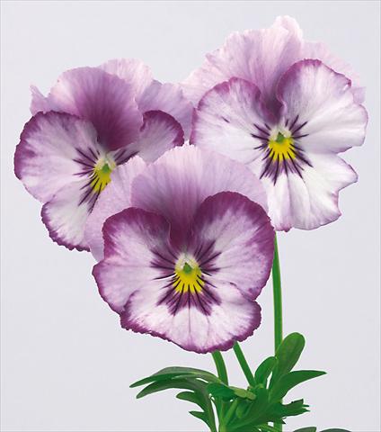 Photo de variété de fleurs à utiliser comme: Pot et Plante à massif Viola wittrockiana Pandora Rainbow Stupendo